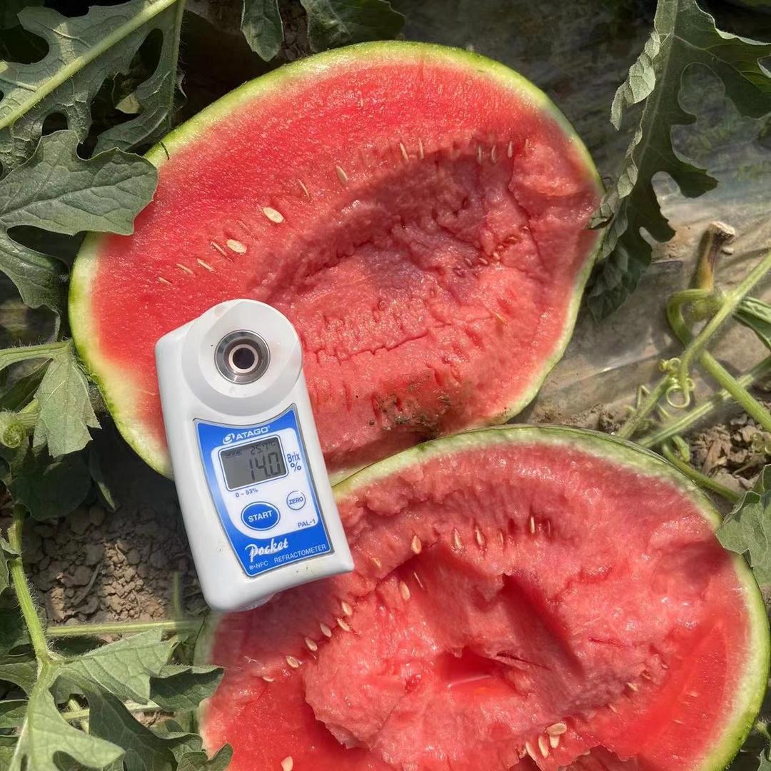 小㊗️专注西瓜🍉