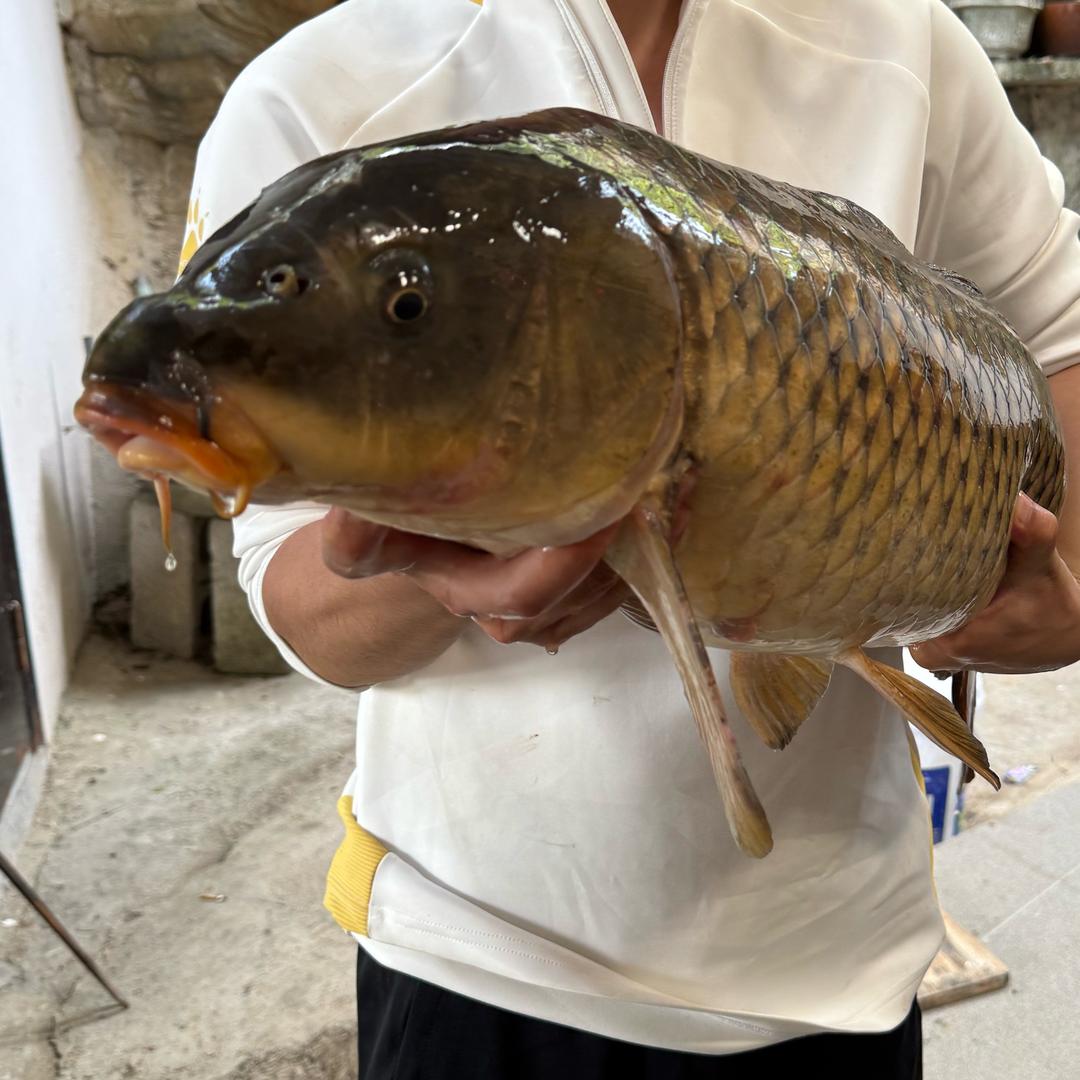 老表爱钓鱼🎣