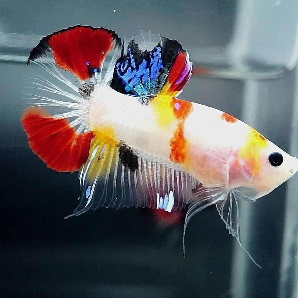 鱼青水族馆