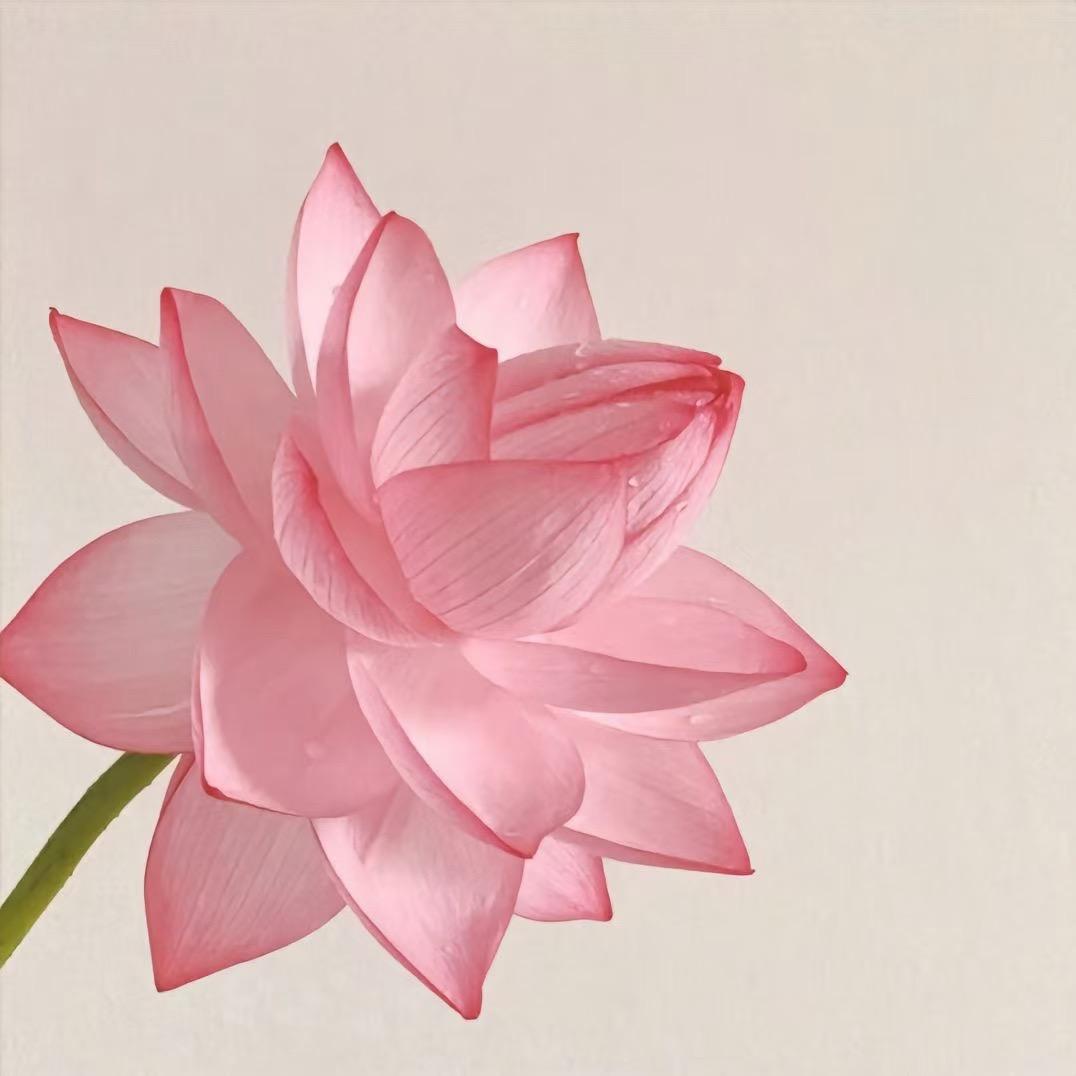 心意麻麻