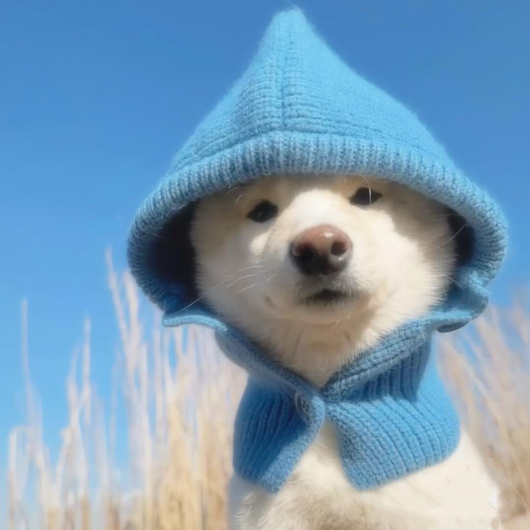 禁止拍赵