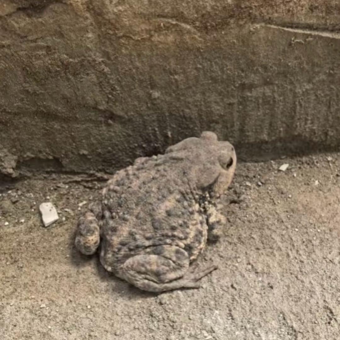 卷心菜大王