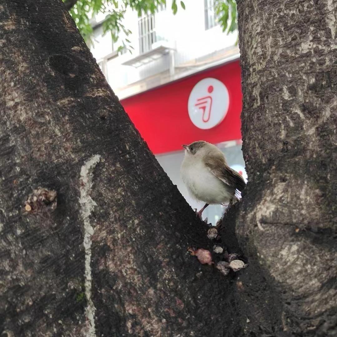 小鱼浅海