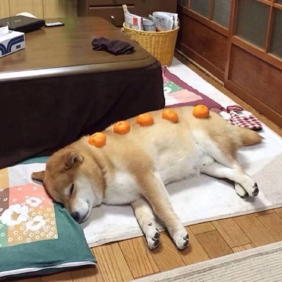 爱吃菠萝的猫