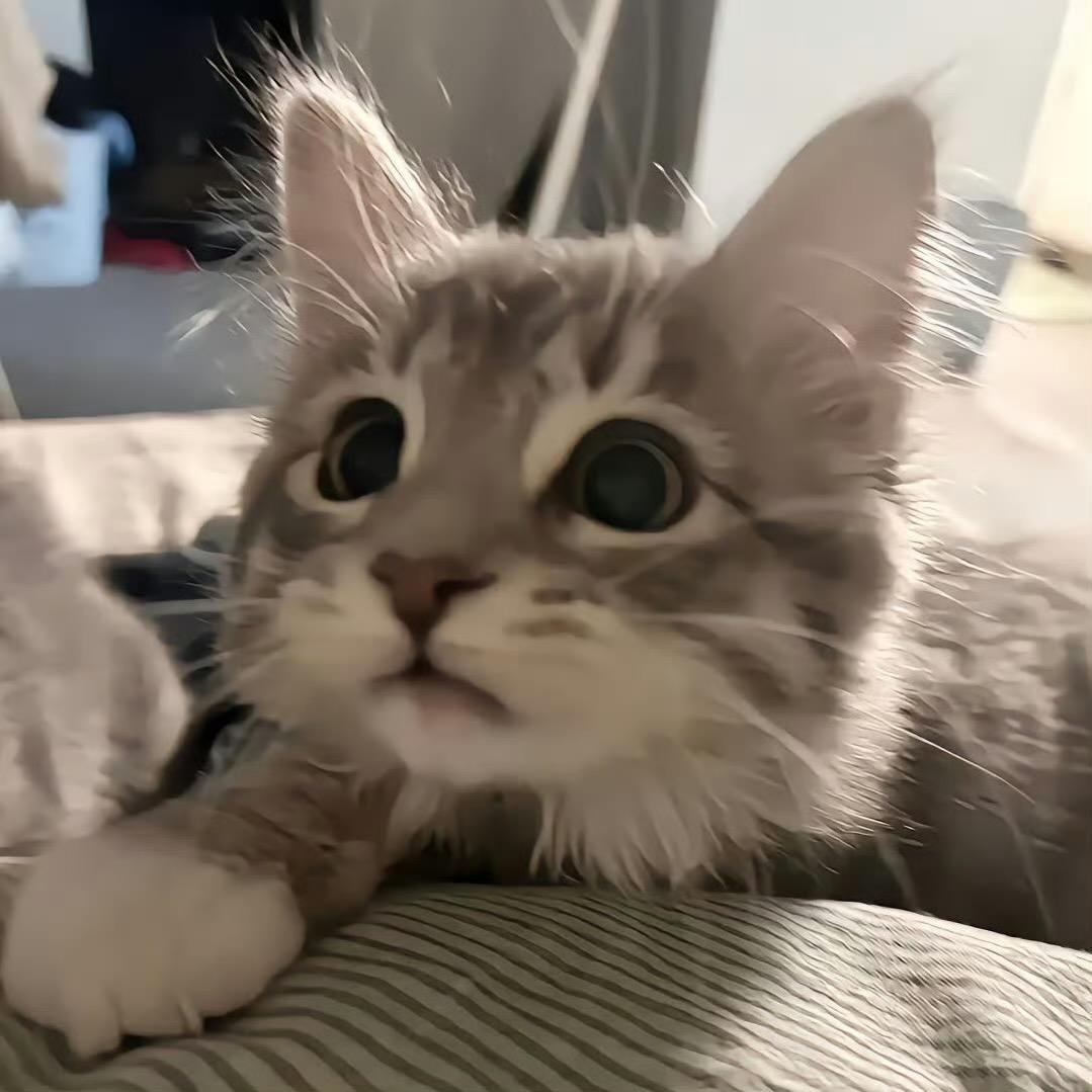 原来我是一只小猫