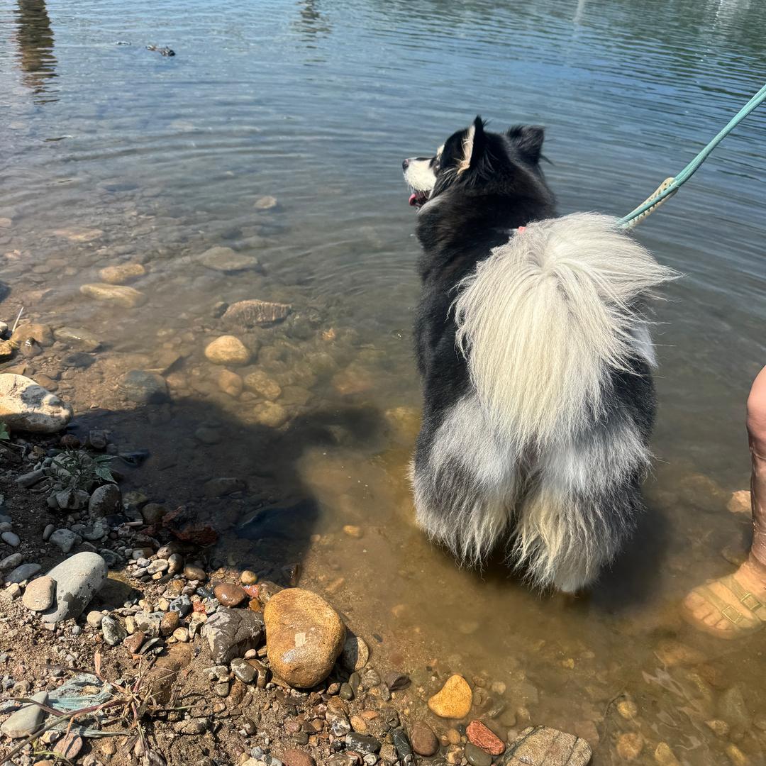 阿拉🐶奶球