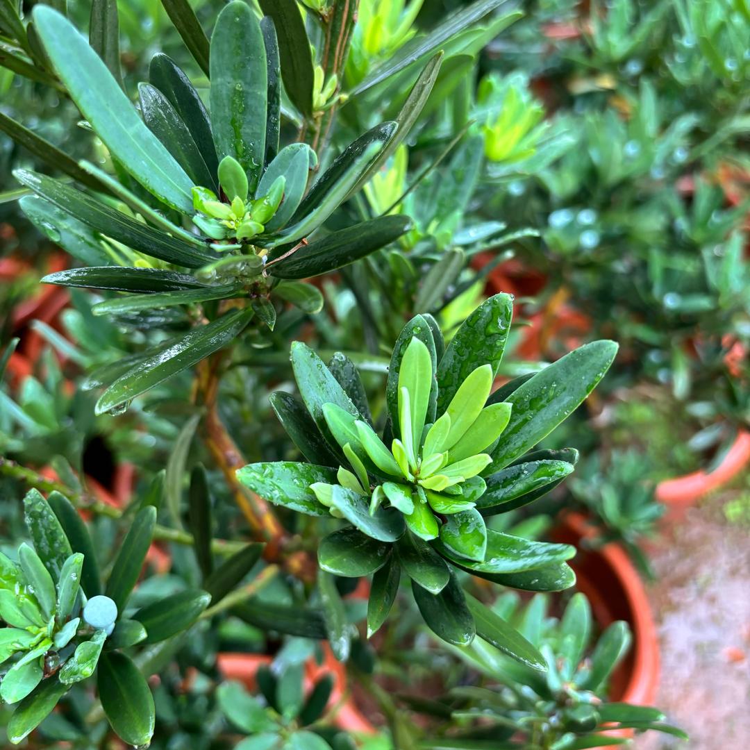 惠和兰居（大理罗汉松小媛）