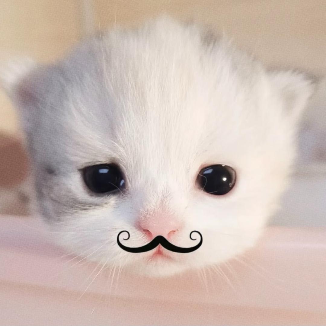 小凡不烦