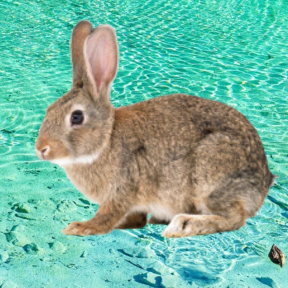 䝥䵴䓶