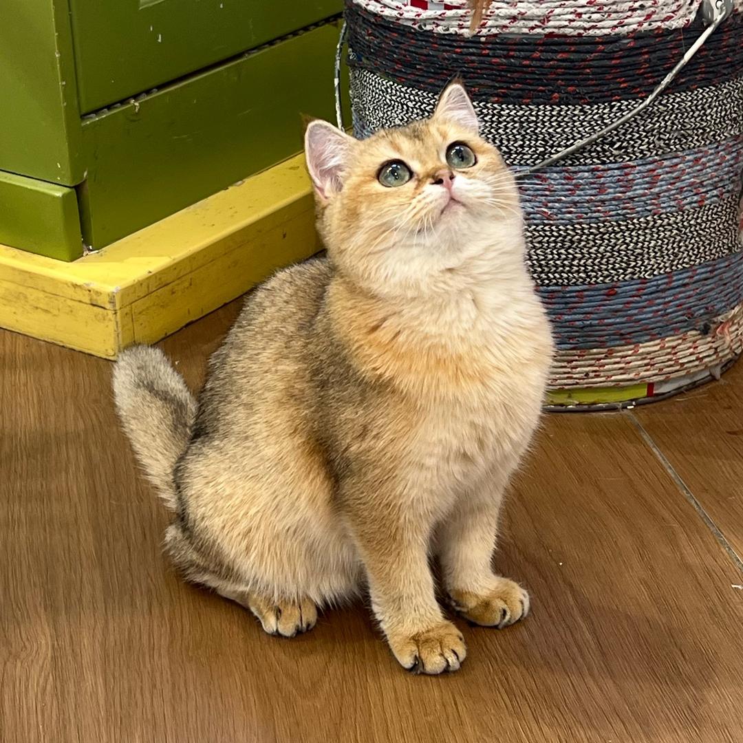 小小🐟～