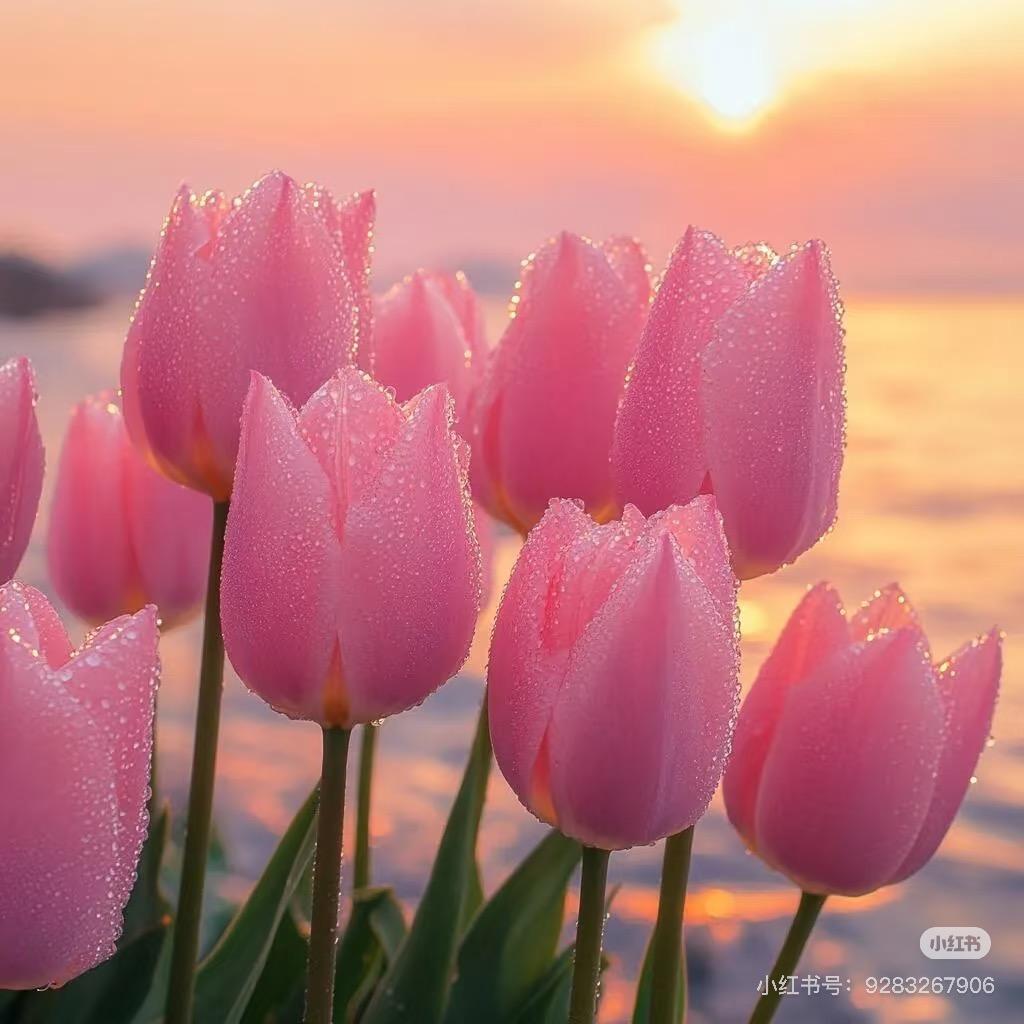 “$$$🌷🌷🌷$$$*”