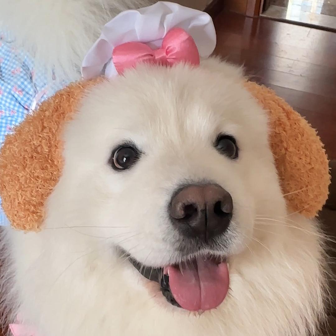 安仔是扑街