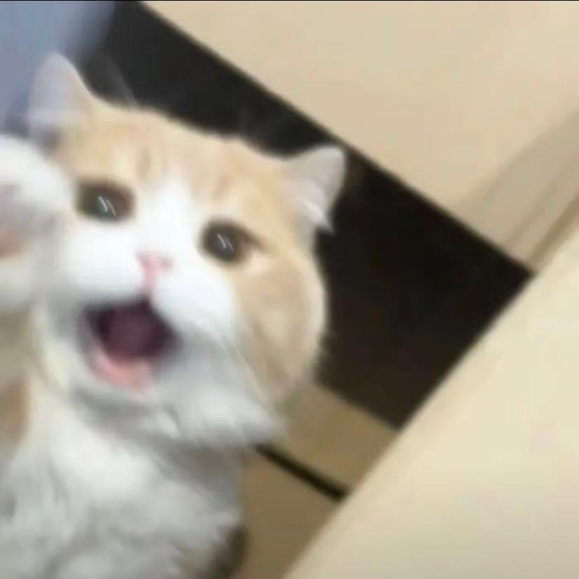 小鱼喵酱