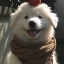 🍊脑袋。