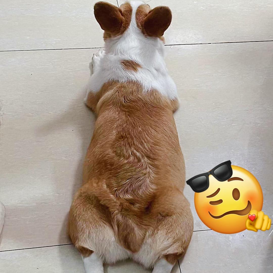 老点  （柯基~点点）