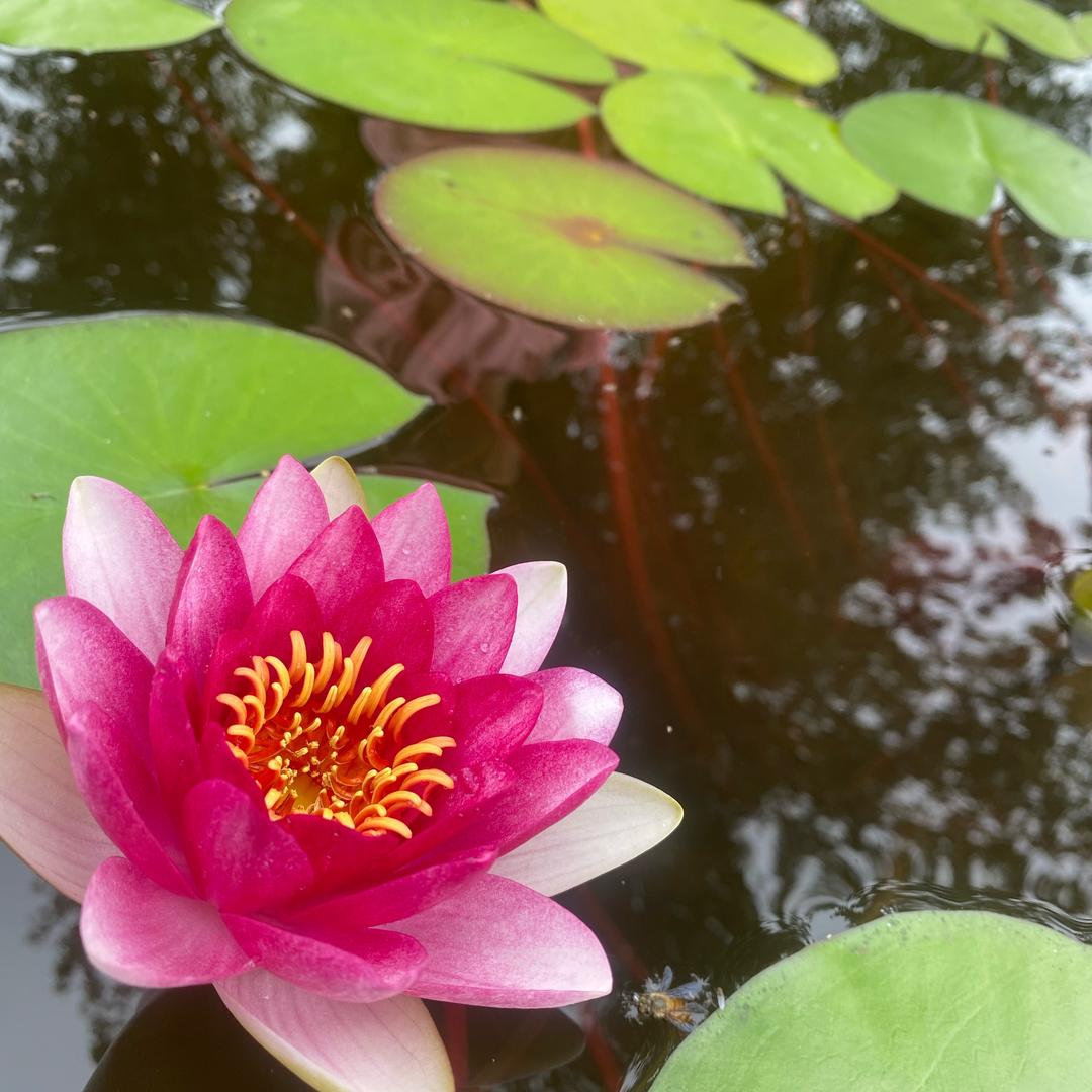派儿菲