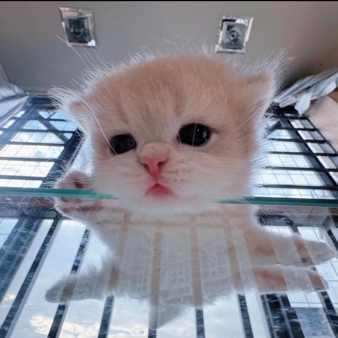 7喵魚
