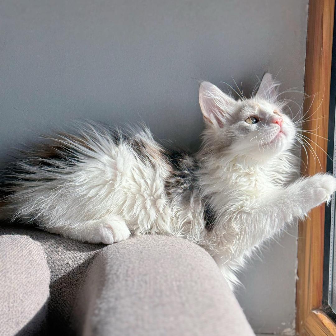 肥羊爱养猫🐈🌟