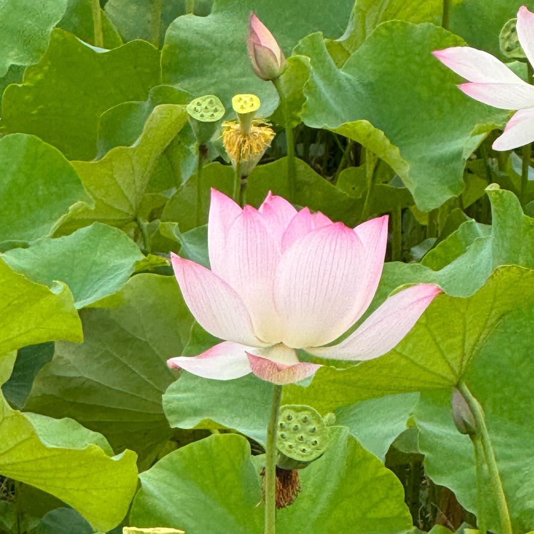 努力