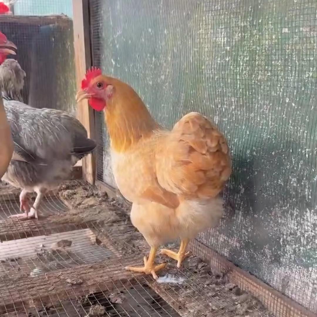 衡阳原种花苞尾湘黄鸡