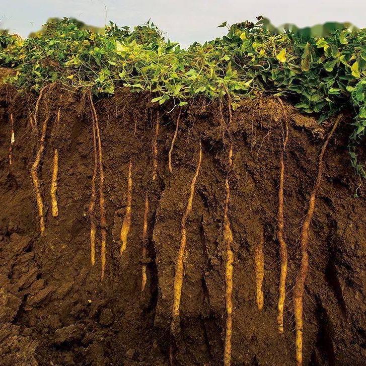 温县垆土铁棍怀山药