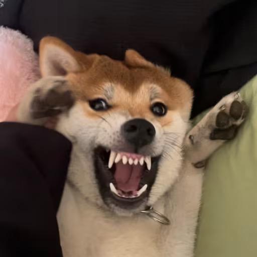 小北追剧ing