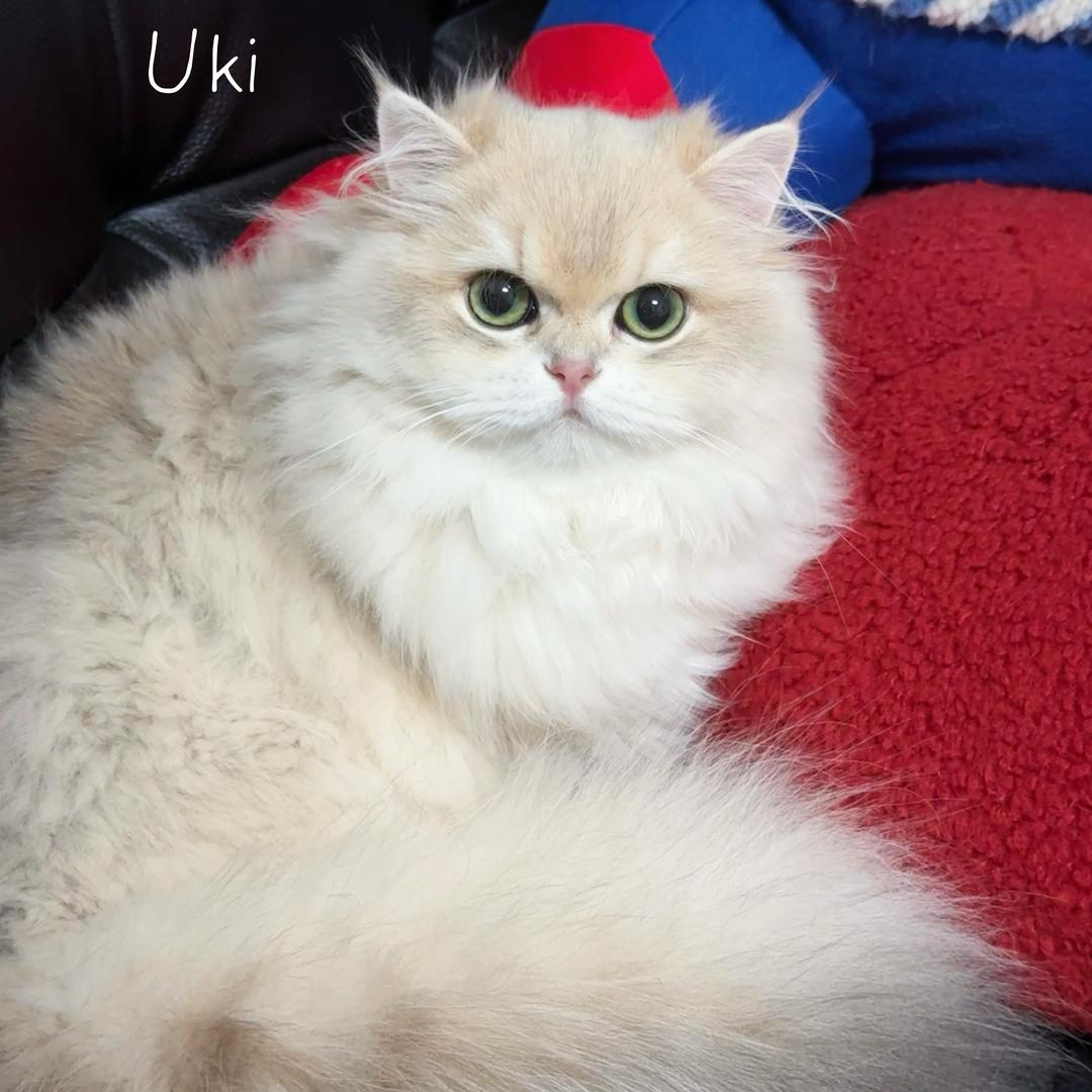 Uki的养崽日记