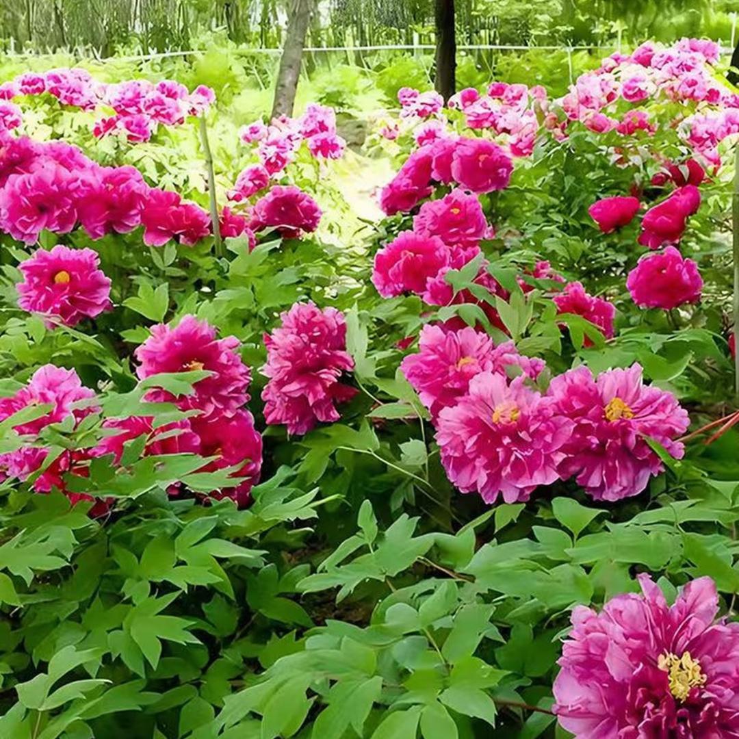德立鸿花卉