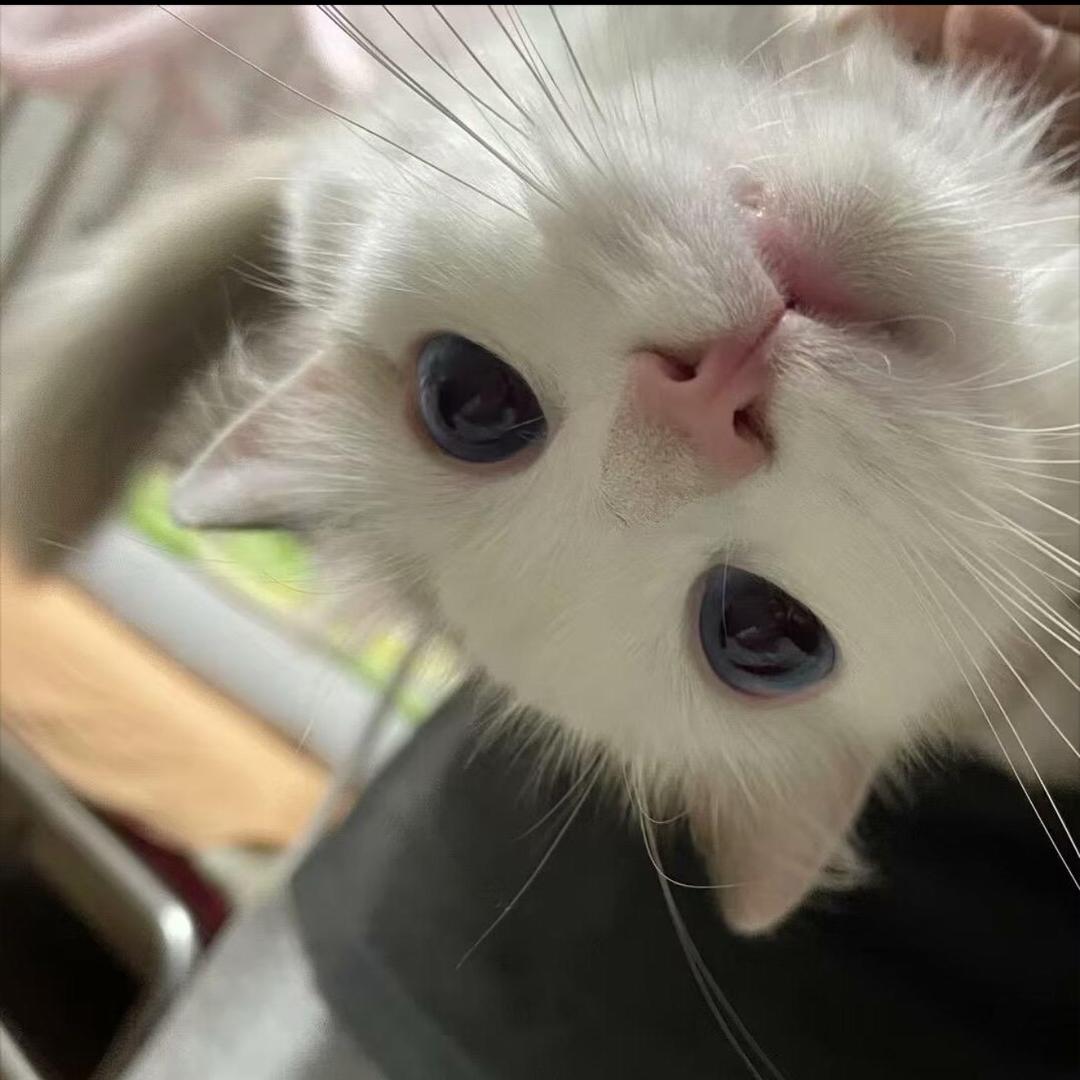 小柯蚪