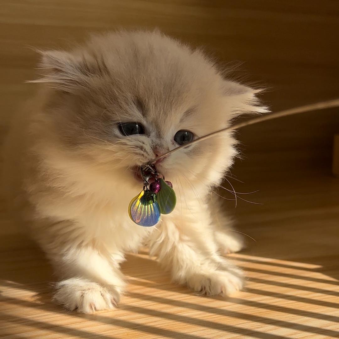 独享猫舍