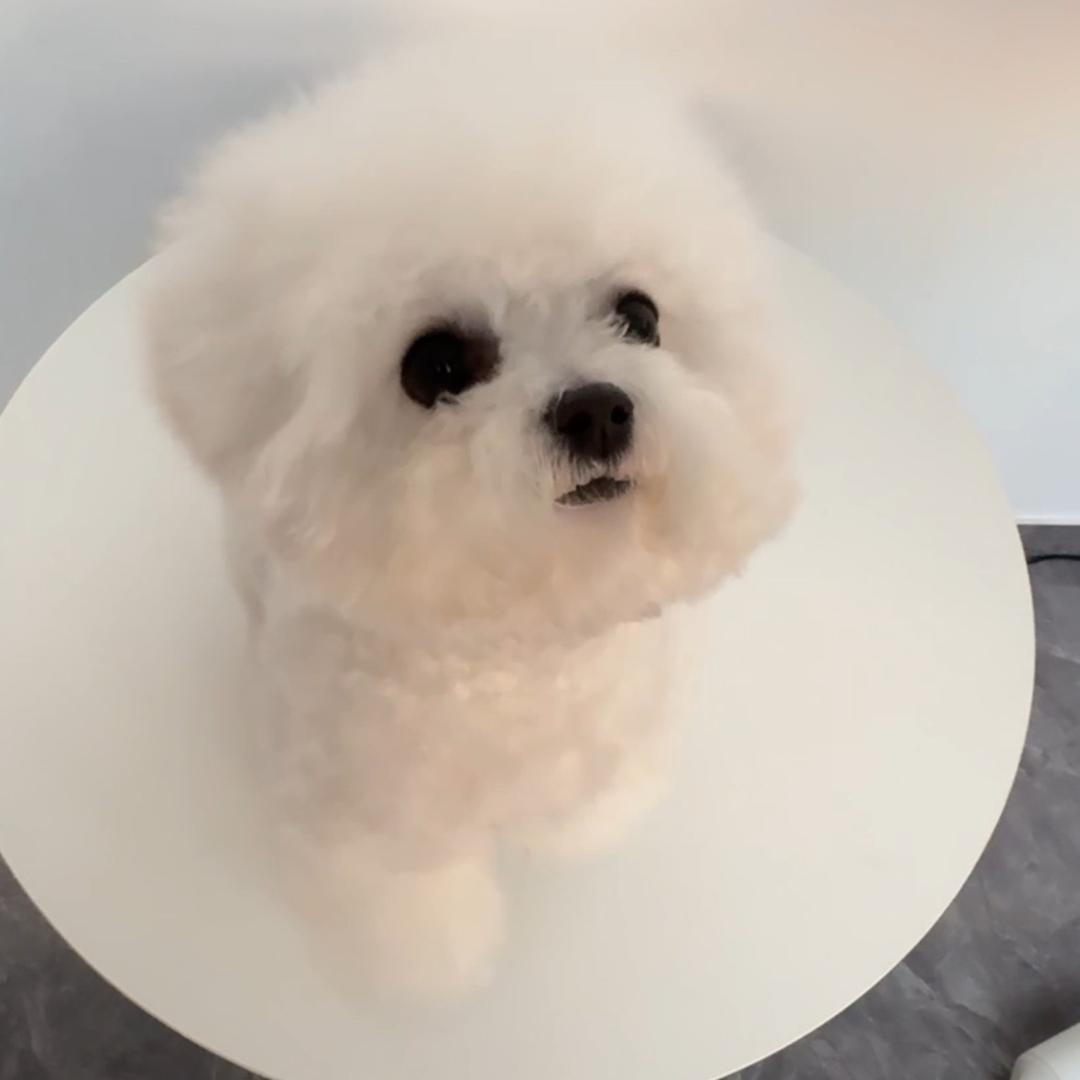 何小白