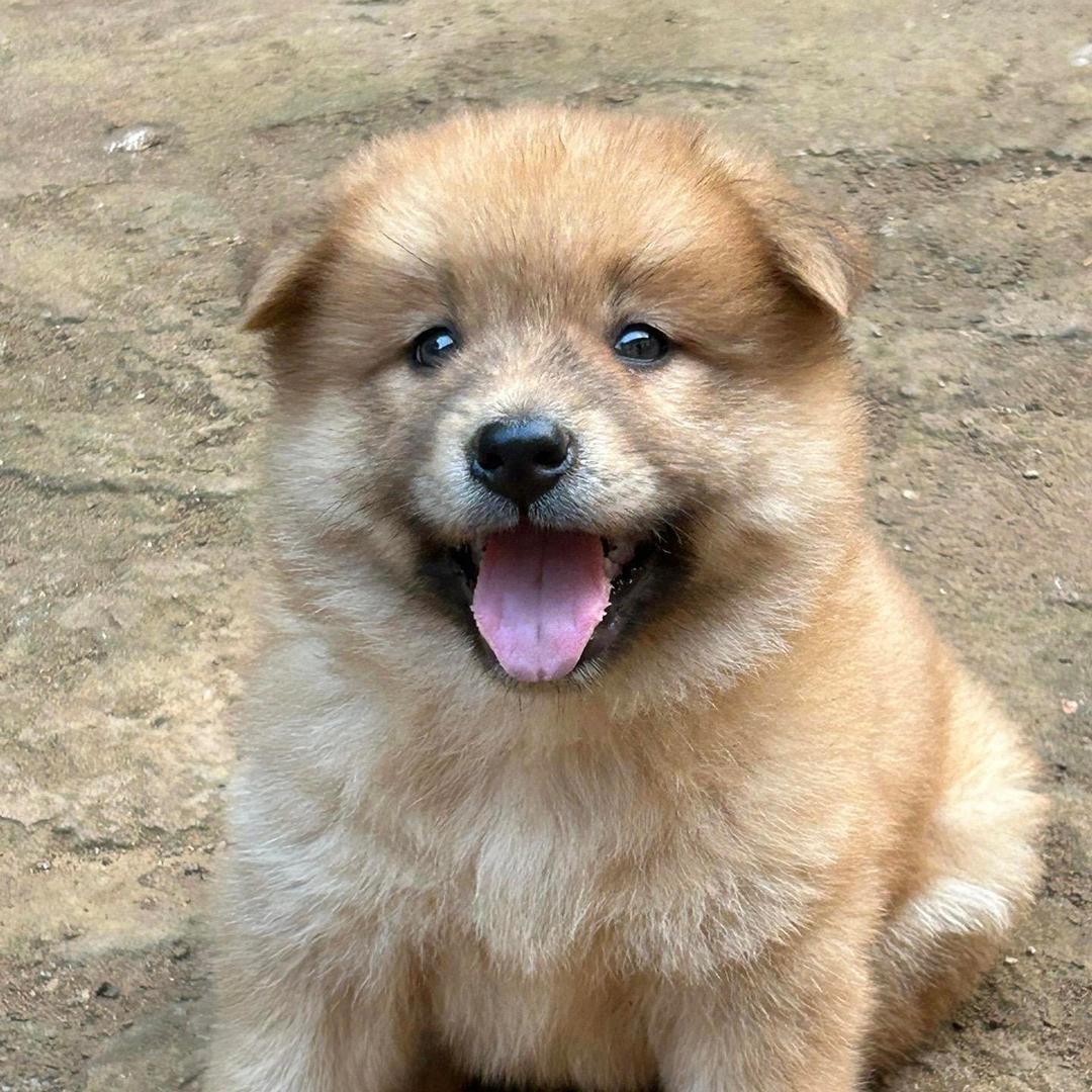 瘦七田园犬