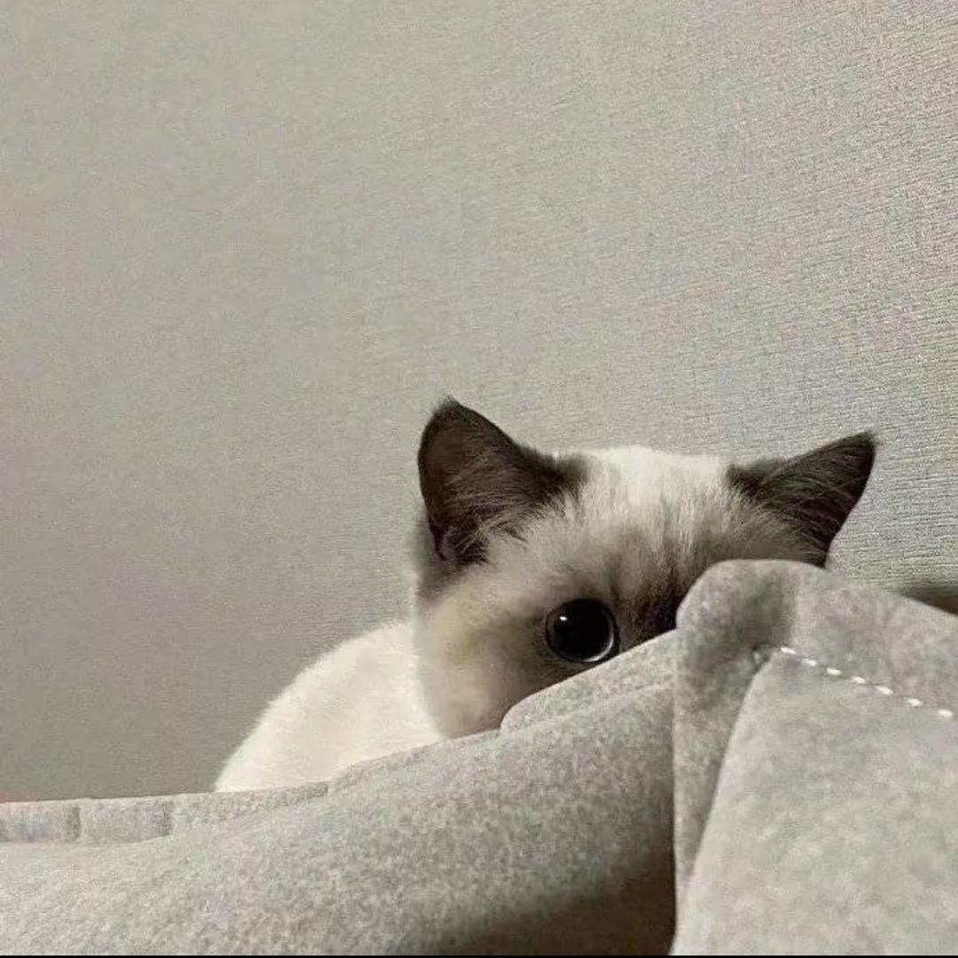冬日🐈