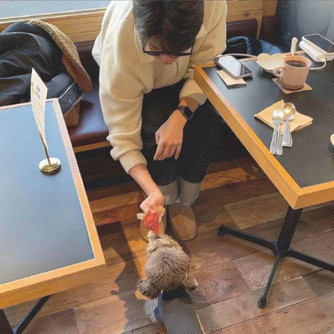 蛋卷