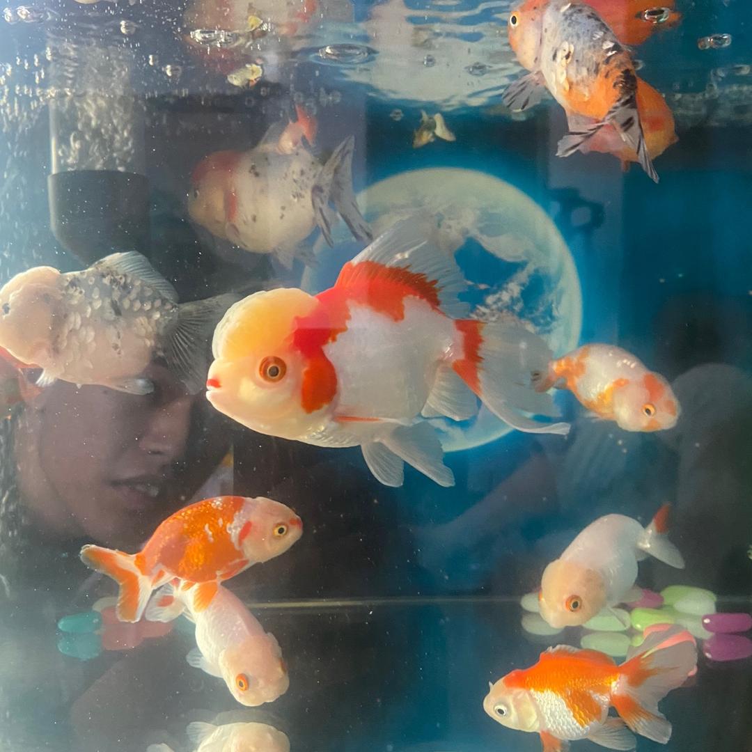 老王 得宝水族
