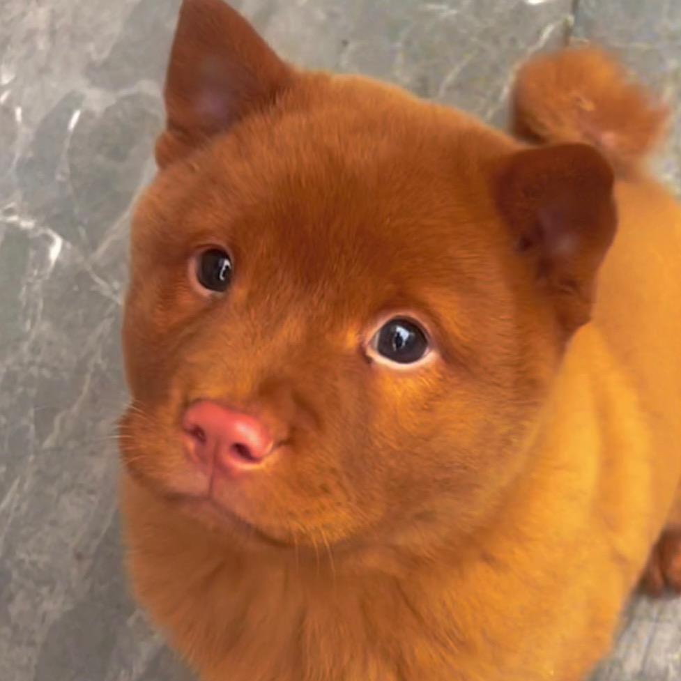 贝贝宠物田园犬