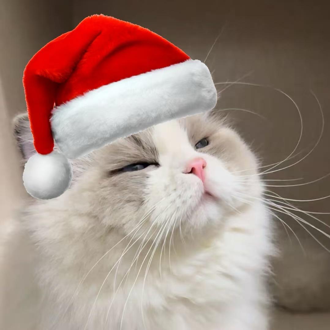 耿猪猪