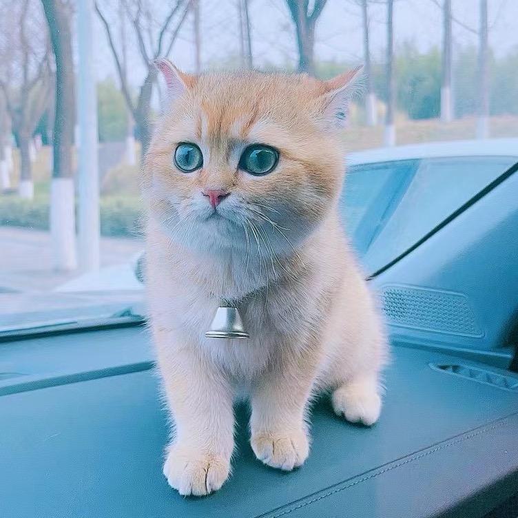 止语
