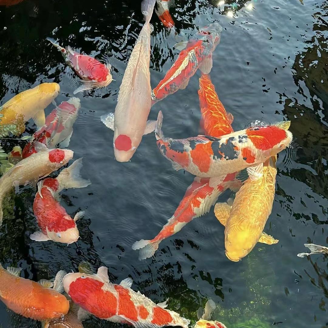 优鱼观赏鱼