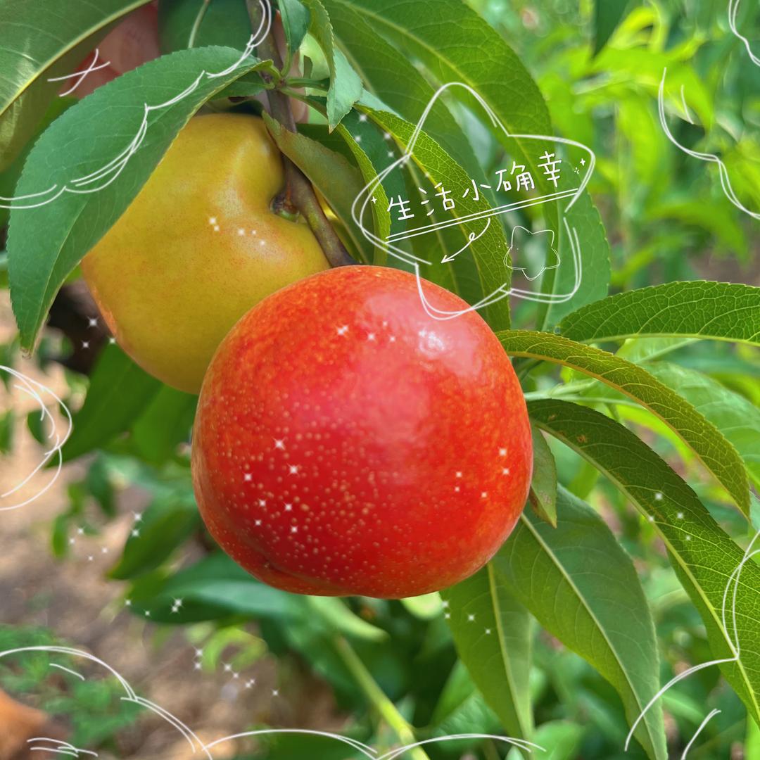 镇江丹徒🍑采摘园^_^