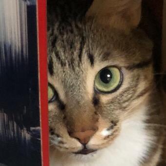 猪猪猫头像