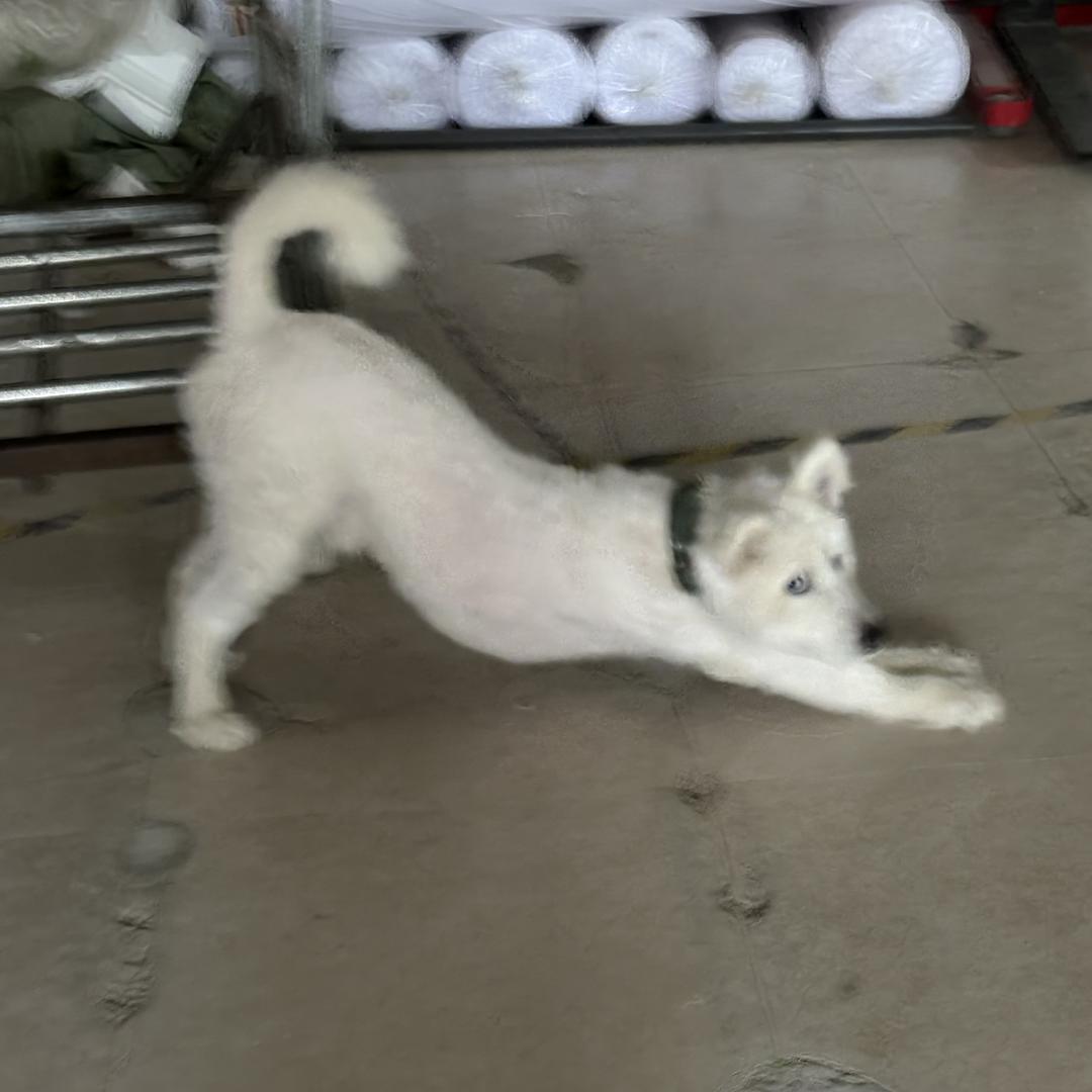 ＨａｉYａｎｇ ——— —