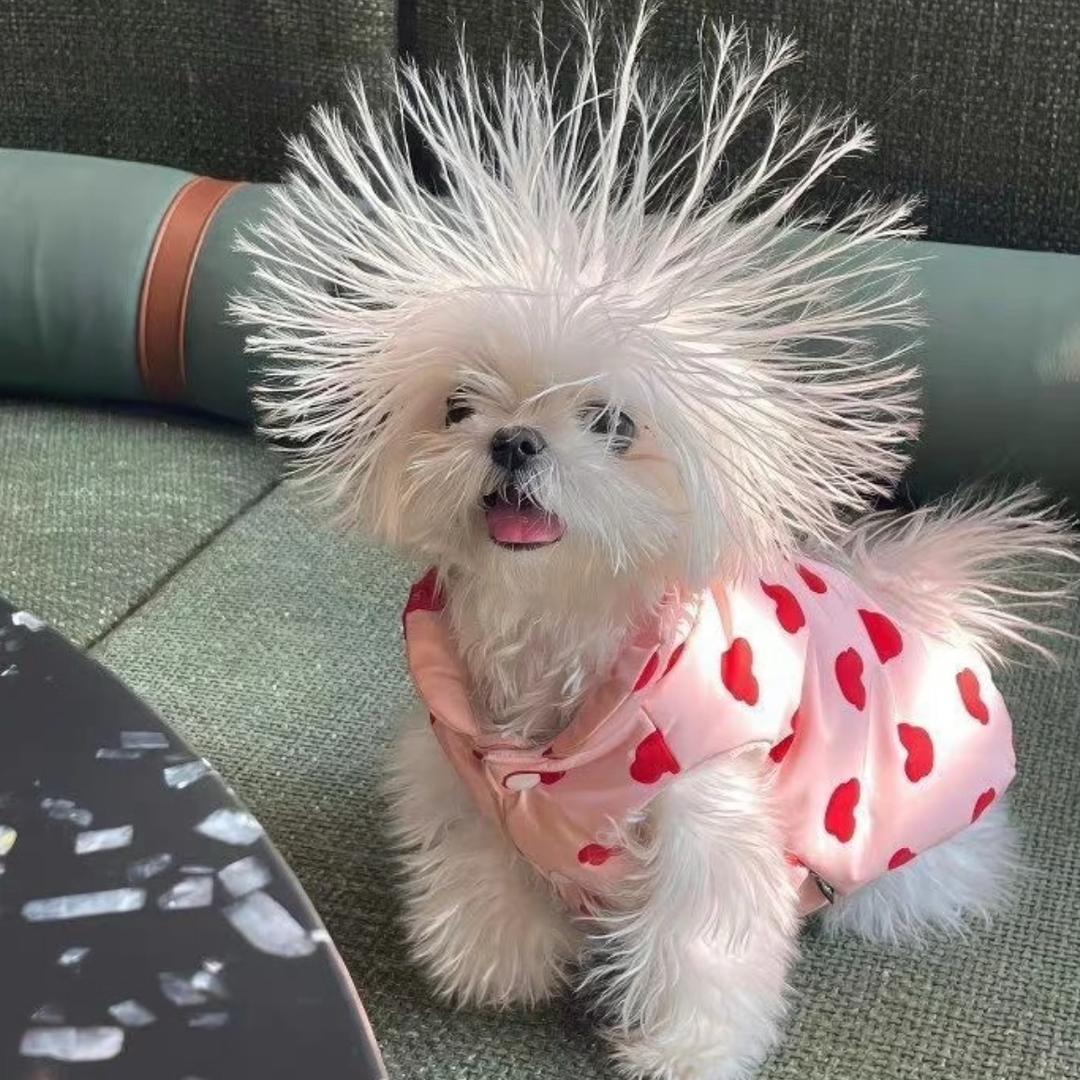 Lucky家的lucky宝宝