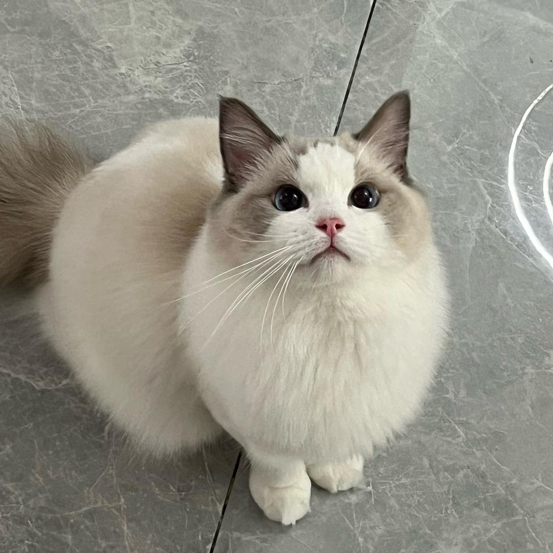 云吞是只小猫咪呀