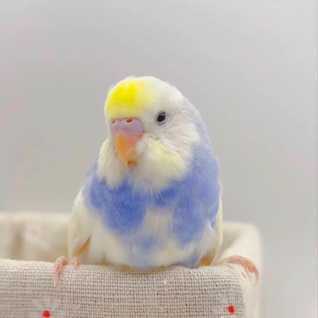 星合鹦鹉宠物之家星星