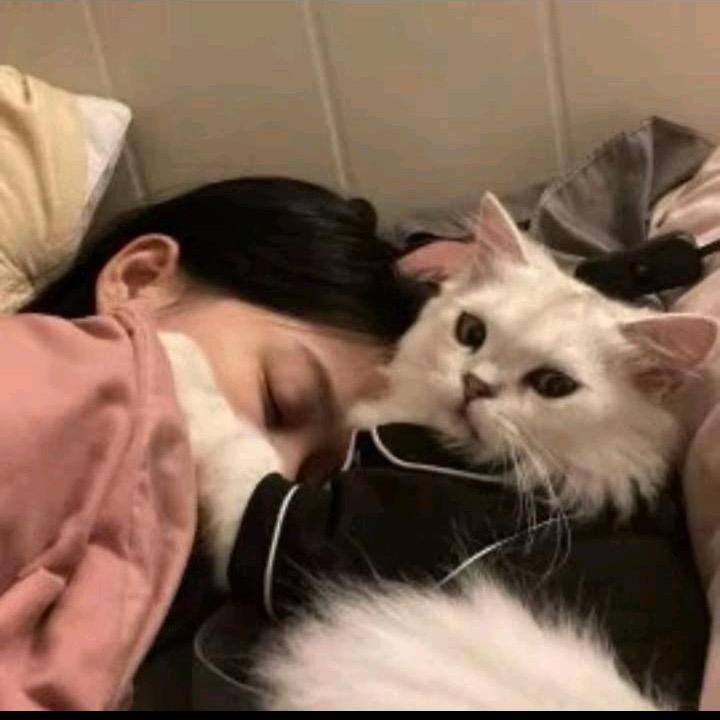 ᥫᩣ.