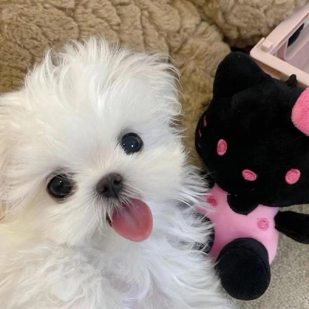 明明R
