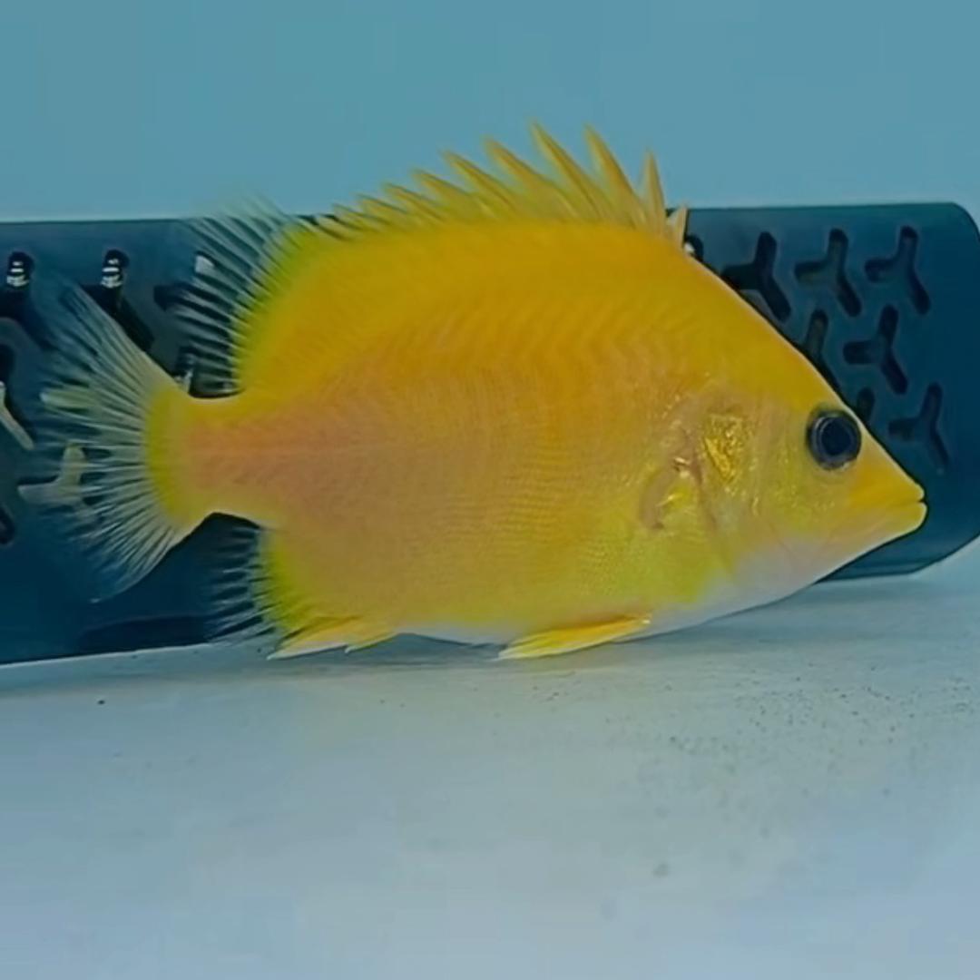 名轩虎鱼（白化/黄化/药水）