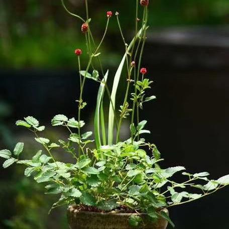 木兮。