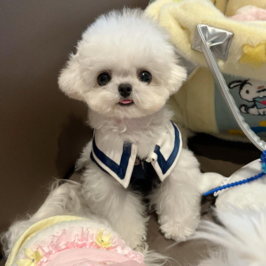 阿健不懂狗